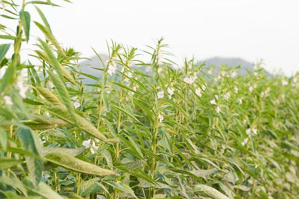 Sesame