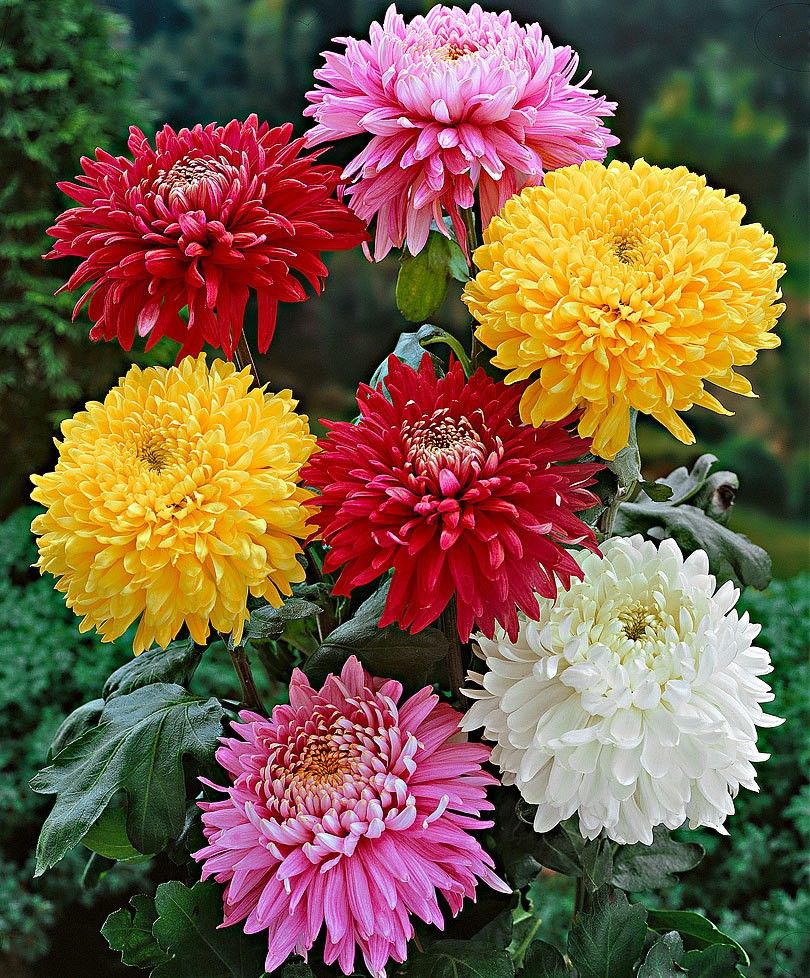 handmade bouquet